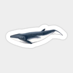 Baby whale Sticker